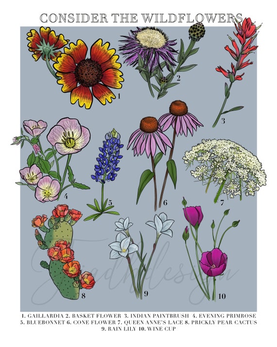 Consider the Wildflowers 8x10 Art Print Flower Art Print Texas