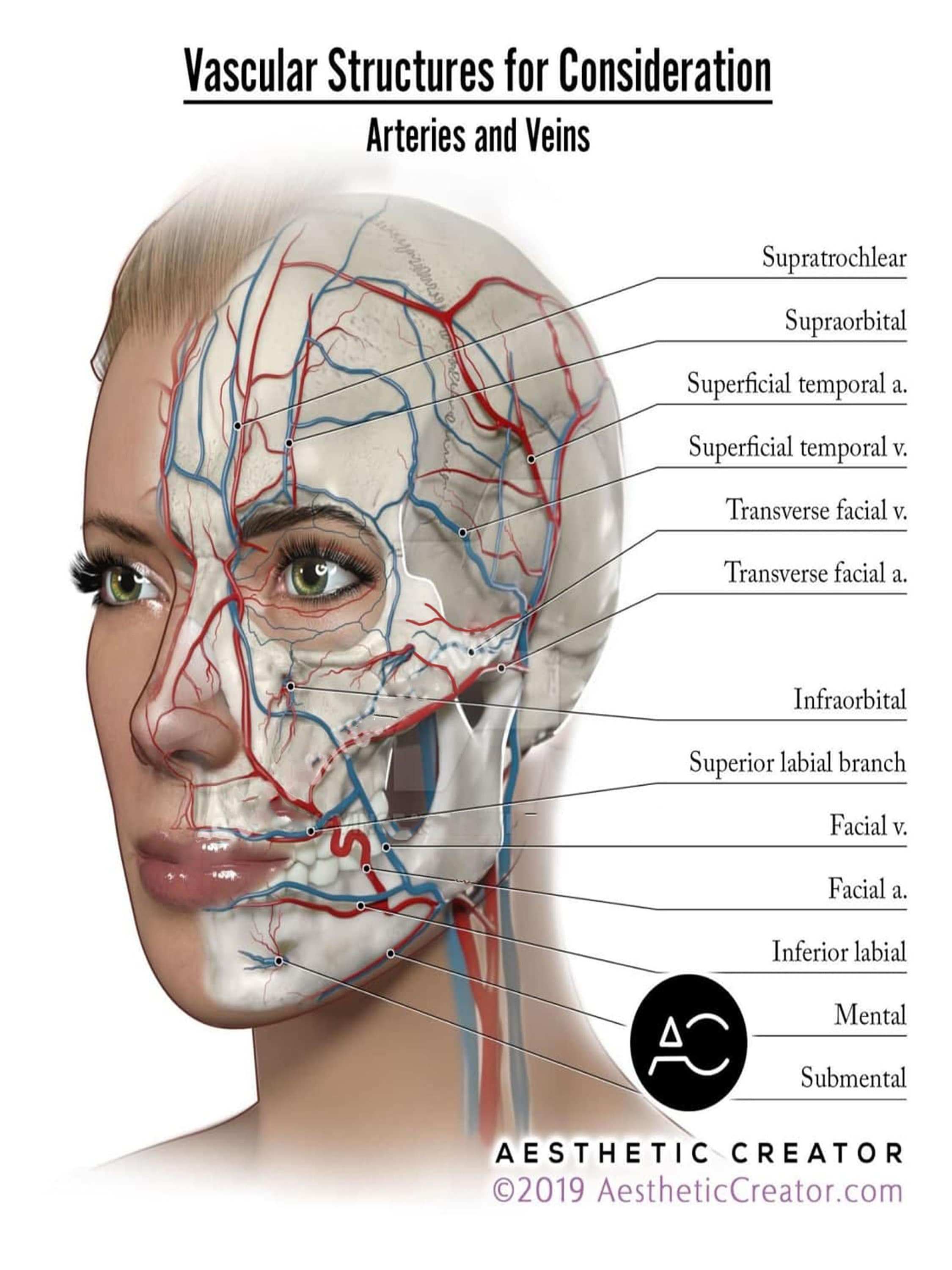 Face_anatomy_muscle_veins_Detailed_EDUCATIONAL_SCIENCE_digital Etsy