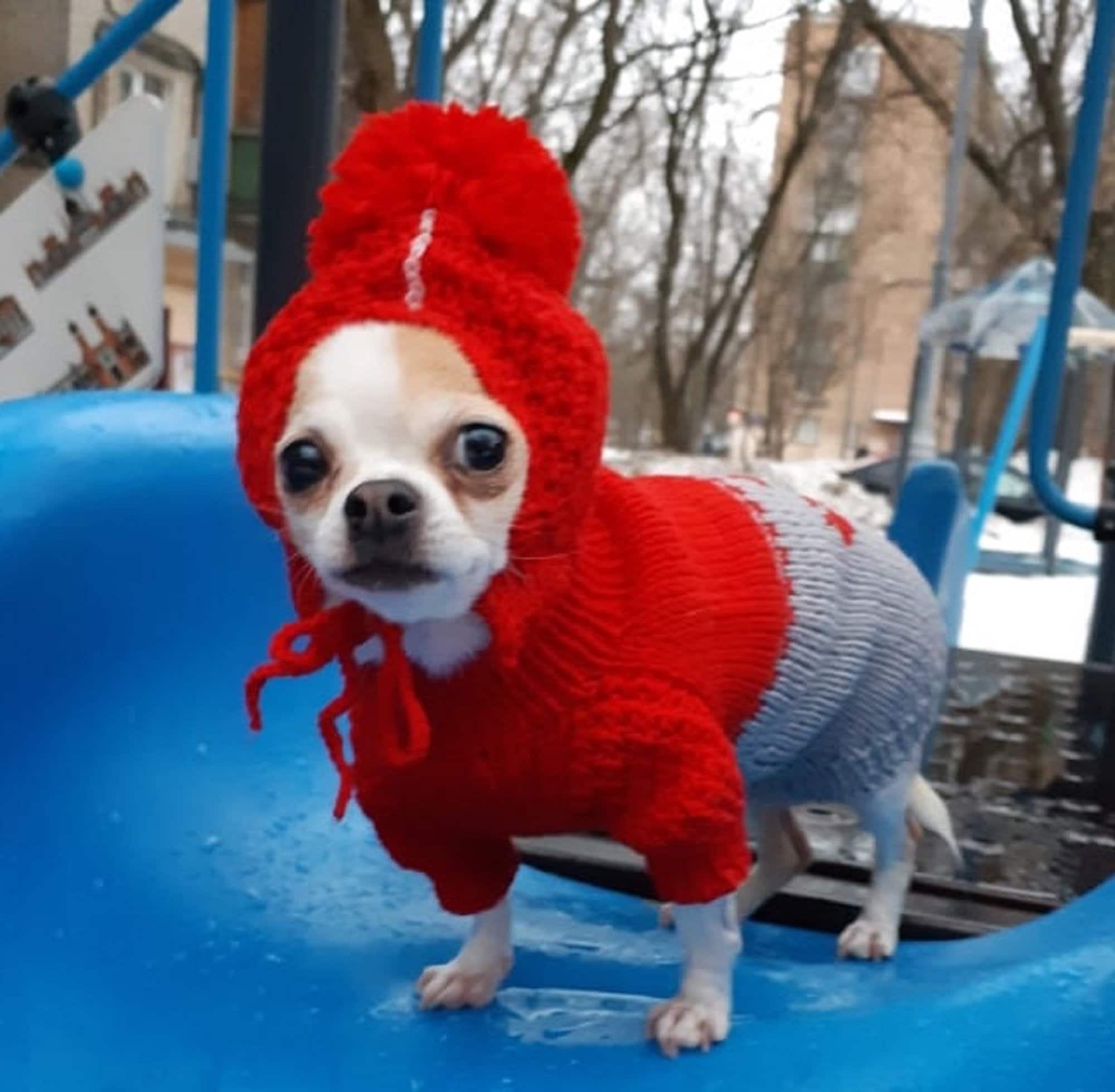 Clothes For A Chihuahua Puppy
 Sweater for Chihuahua and Other Small Breed Dogs Dog Clothes