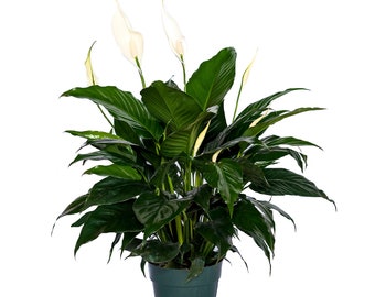 Peace Lily Clean Air Plant - Family Farm Quality Live Indoor Spathiphyllum 6" pot (14-18 in tall from bottom to top)