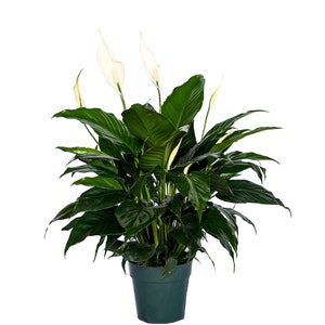 May include: A potted peace lily plant with white flowers and dark green leaves. The plant is in a dark green plastic pot.