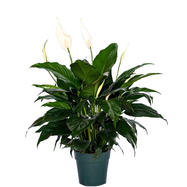 Peace Lily Clean Air Plant - Family Farm Quality Live Indoor Spathiphyllum 6" pot (14-18 in tall from bottom to top)