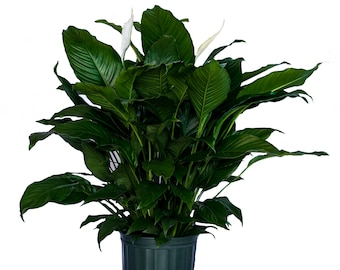 Peace Lily Clean air Plant Friendship Foliage's Family Farm Quality Live Indoor Spathiphyllum (8" Pot, 22-26in Tall from Bottom of Pot)