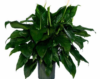 Peace Lily Clean Air Plant - Family Farm Quality Live Indoor Spathiphyllum 10" pot  (30-34 in tall from bottom to top)
