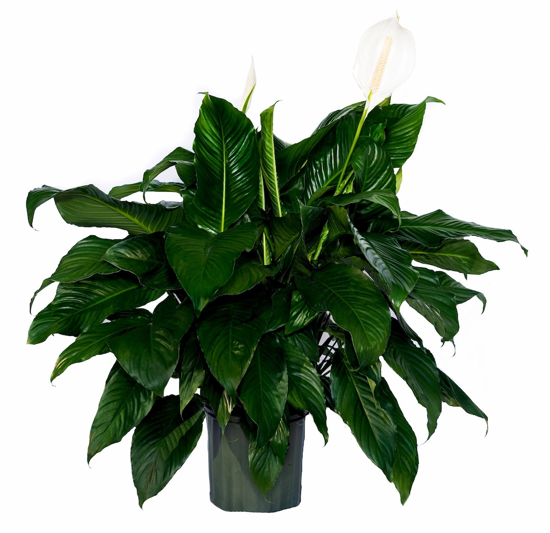 Peace Lily Clean Air Plant Family Farm Quality Live Indoor