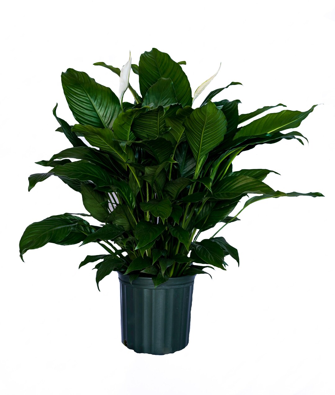 Peace Lily Clean Air Plant Friendship Foliage's Family Farm Quality