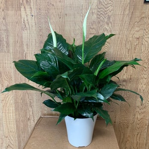 Peace Lily Clean Air Plant Family Farm Quality Live Indoor Spathiphyllum 6 pot 14-18 in tall from bottom to top image 7