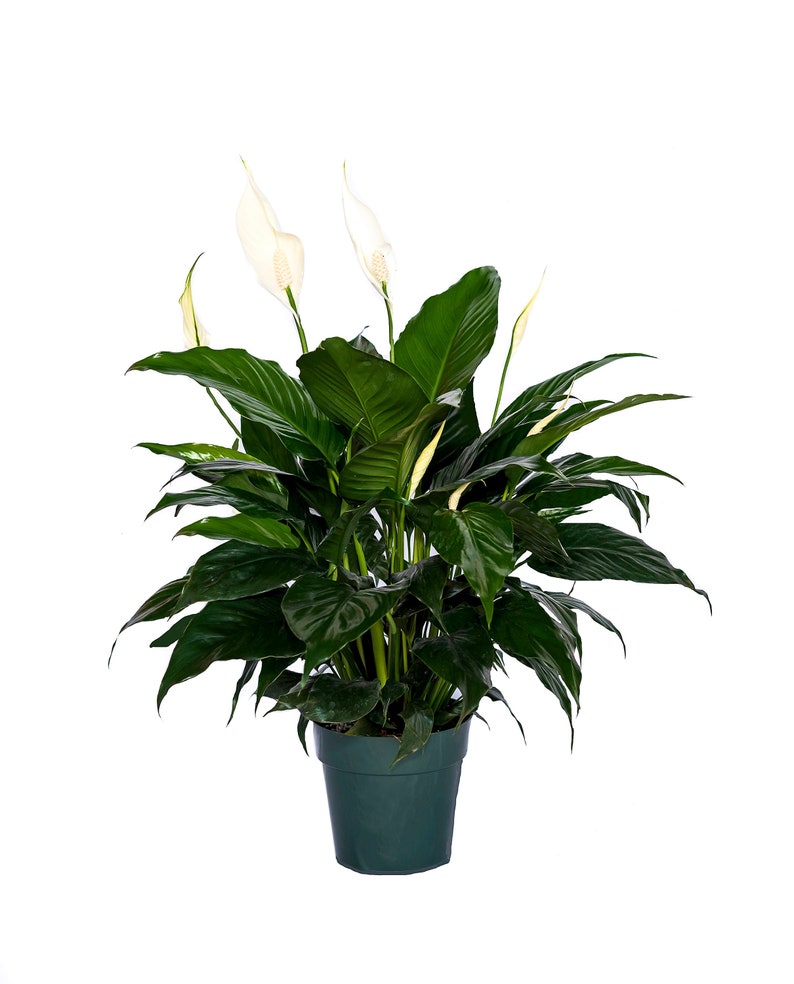 Peace Lily Clean Air Plant Family Farm Quality Live Indoor Spathiphyllum 6 pot 14-18 in tall from bottom to top image 1