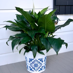 May include: A peace lily plant in a white ceramic pot with a blue and white geometric pattern. The pot is decorated with a repeating tile design.