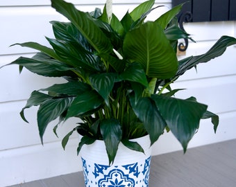 May include: A peace lily plant in a white ceramic pot with a blue and white geometric pattern. The pot is decorated with a repeating tile design.