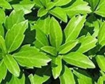 Japanese Spurge Etsy