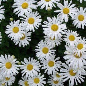 May include: A close-up view of a cluster of white daisy flowers with bright yellow centers and green foliage. The petals are long and slender, radiating outwards from the center. The flowers are in full bloom.