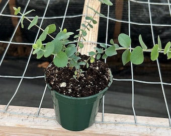 Baby Blue Eucalyptus Tree Live Plant, Baby Blue Eucalyptus Plant, Fragrant Foliage, 3.5 inch Pot for Growing | Certified Organic