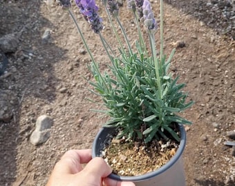 Planta de lavanda viva / Planta joven aromática (maceta de 8,9 cm) Certificada orgánica