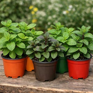 May include: A collection of potted mint plants, showcasing vibrant green and purple foliage. The plants are in colorful pots: orange, brown, green, and red. The image is taken outdoors, with a blurred background of greenery.
