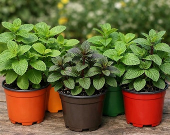 Mint Variety Pack  Mojito, Orange, Chocolate, Spearmint, Peppermint  5 3.5 inch Pots  Certified Organic