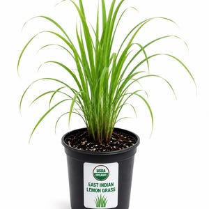 Pode incluir: Uma planta de capim-limão indiano oriental em vaso. A planta tem folhas longas, finas e verde-brilhantes que se arqueiam graciosamente. A planta está em um vaso de plástico preto com um rótulo branco que diz "USDA Organic" e "East Indian Lemon Grass".