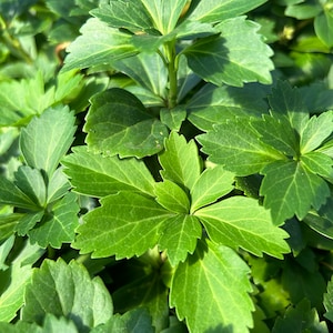3.5 inch pot Pachysandra Common