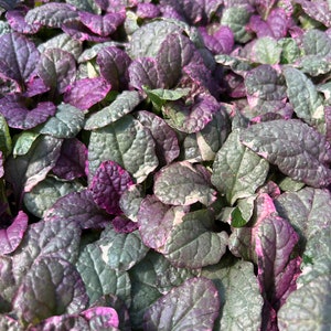 May include: Close-up of a patch of purple and green foliage. The leaves are variegated with shades of green, purple, and white.