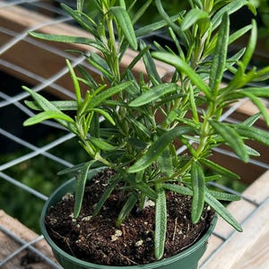 Live Indoor Rosemary Plant - Etsy