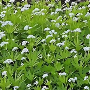 Bulk Discount Live Perennial Galium odoratum Sweet Woodruff Plants Flowers Groundcover Deer Resistant 10  3.5 inch pots