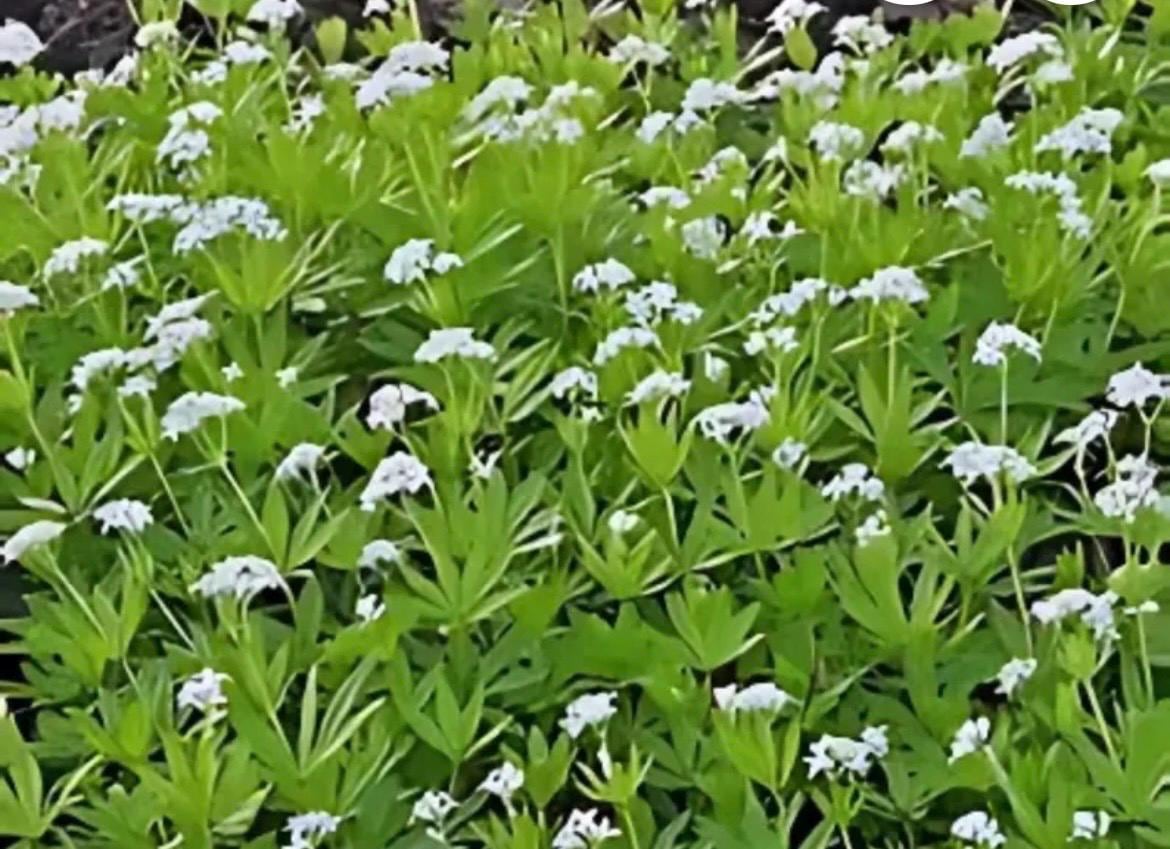 Bulk Discount Live Perennial Galium odoratum Sweet Woodruff Plants Flowers Groundcover Deer Resistant 10  3.5 inch pots