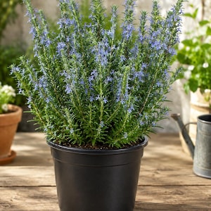 May include: A potted plant with vibrant green foliage and delicate blue flowers. The plant is in a black plastic pot, set on a weathered wooden surface. The image captures a close-up of the plant, highlighting its texture and color.