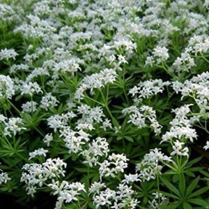 May include: A close-up of a patch of white flowers with green leaves. The flowers are small and delicate, with five petals each. The leaves are long and narrow, with a slightly serrated edge.