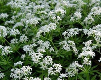 Sweet Woodruff - 5 inch pot Evergreen Groundcover of Star-Shaped White flowers- Galium Perennial- Deer and Rabbit Proof