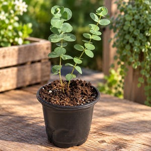 Puede incluir: Una pequeña planta de eucalipto con dos tallos delgados y hojas redondeadas de color verde salvia, que crece en una maceta de plástico negro llena de tierra oscura. La planta presenta un follaje simétrico a lo largo de los tallos.