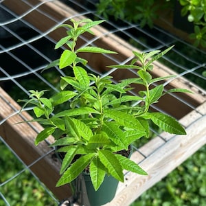 May include: A potted plant with vibrant green leaves. The plant is in a dark green pot, sitting on a wooden shelf with a wire mesh. The leaves are long and slender, with a textured surface. The background shows more plants and sunlight.