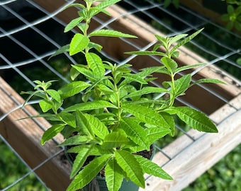 Lemon Verbena Plant | Culinary Herb | Fragrant Lemon Herb | 3.5 inch pot Certified Organic