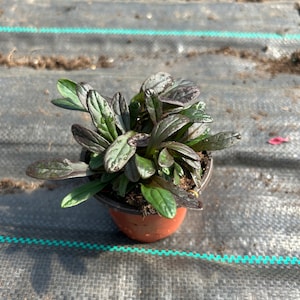 May include: A small potted plant with dark green leaves in a brown pot. The plant is sitting on a black and green checkered surface.