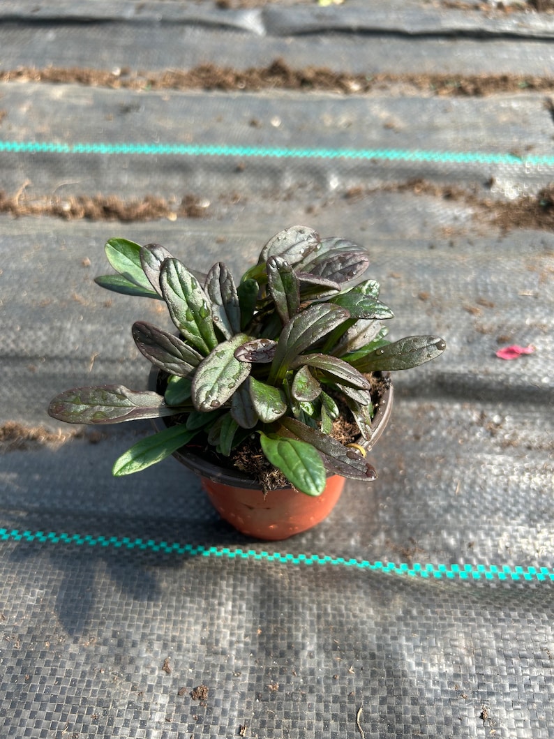 May include: A small potted plant with dark green leaves in a brown pot. The plant is sitting on a black and green checkered surface.