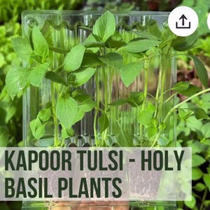 May include: Live Kapoor Tulsi - Holy Basil plants in a clear plastic container. The plants have vibrant green leaves and are ready for planting. The text "LIVE KAPOOR TULSI - HOLY BASIL PLANTS" is displayed on the image.