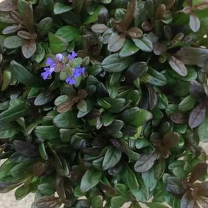 Wholesale Live Perennial Ajuga Chocolate Chip Bulk Discount Landscaping Plants Deer Resistant Drought Tolerant Flowering Groundcover 10 Pots