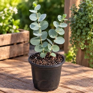 May include: A small eucalyptus plant with rounded, silvery-green leaves growing on two main stems. The plant is potted in a simple black plastic container filled with dark brown potting soil, showcasing a clear view of the foliage and stems.