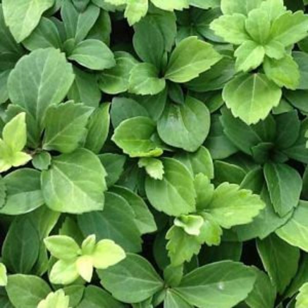 Pachysandra Terminalis Common Japanese Spruge Groundcover - 200 Bare Root Plants