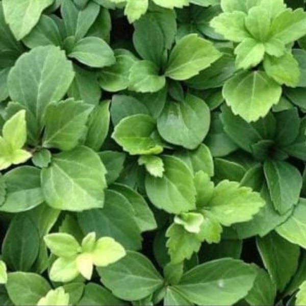 Pachysandra Terminalis Common Japanese Spruge Groundcover - 50 Bare Root Plants