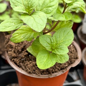Puede incluir: Primer plano de una pequeña planta de menta en maceta. Las hojas ovaladas son de color verde brillante, con venas visibles. La maceta es de color marrón rojizo y está llena de tierra oscura. Otras plantas son visibles en el fondo.