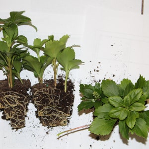 Pachysandra Terminalis #1 Root System  (What you see is what you get) 100  Bare Root Plants