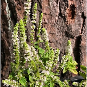 May include: Close-up of a flowering plant with white blossoms and green leaves. The plant has multiple stalks with clusters of small white flowers. The background is a textured brown surface, possibly tree bark. The plant is in focus, highlighting its details.