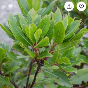 Peut inclure: Gros plan d'une plante verte vibrante avec de nombreuses feuilles. Les feuilles ont un bord légèrement dentelé et sont d'un vert vif. Les tiges sont brun rougeâtre. La plante semble saine et est mise au point.