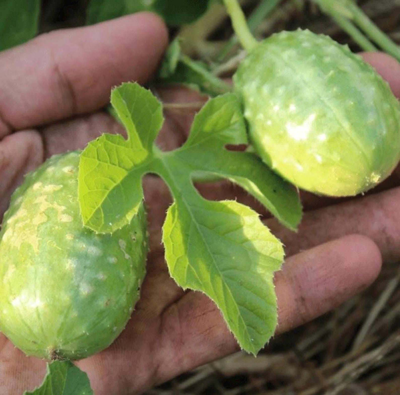 5 Inch Cucomber Jamaican Burr Gherkin Cucumber – Live Plant (3.5 Inch Pot) Certified ...