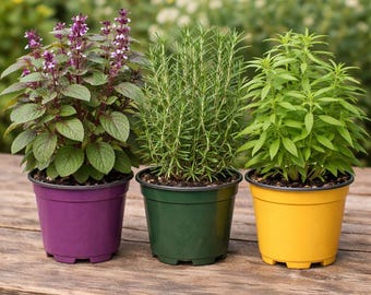 Confezione assortita di erbe aromatiche: rosmarino, verbena odorosa, basilico blu africano. 3 vasi da 8,9 cm. Prodotto biologico certificato.