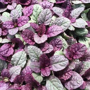 Wholesale Live Perennial Ajuga Burgundy Glow Bugleweed Bulk Discount Plants Flowers Deer Rabbit Resistant Shade Groundcover 10 3.5 inch pot