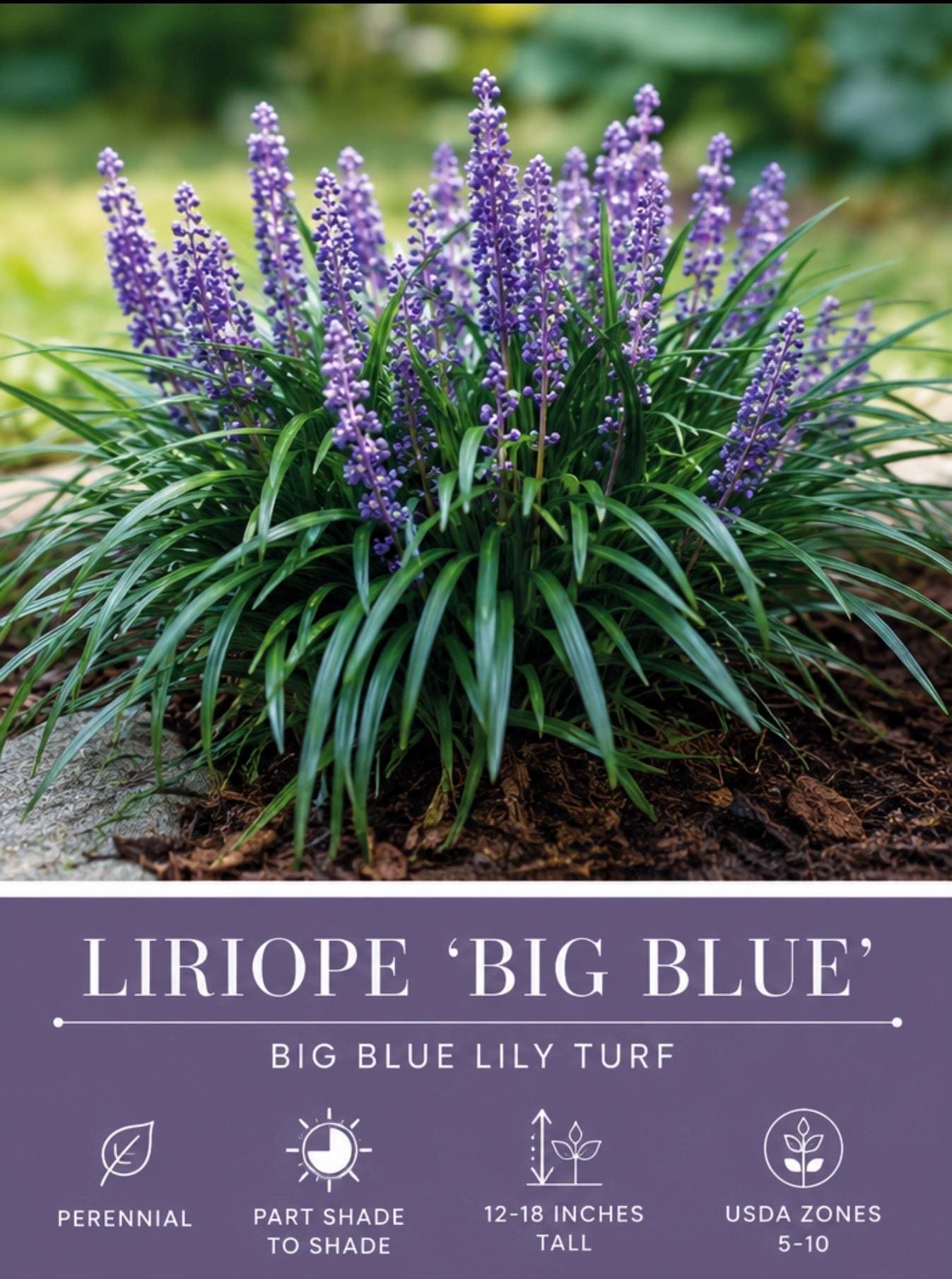 10 Live Perennial Liriope Big Blue Lily Turf Bulk Landscape Plants
