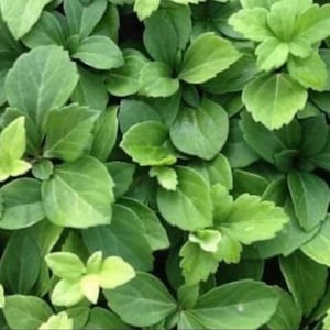 May include: A close-up image of a patch of green leafy plants. The leaves are small and have a slightly textured surface.