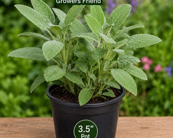 Sage Growers Friend Variety 3,5-Zoll-Topf aus zertifiziertem biologischen Anbau