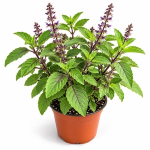 May include: A potted Thai basil plant with vibrant green, serrated leaves and deep purple stems. The plant features several upright flowering spikes with small, delicate purple and white blossoms, all contained within a simple brown plastic pot.